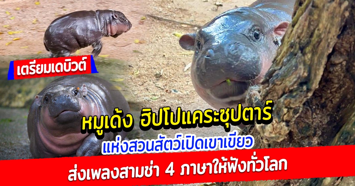 หมูเด้ง ฮิปโปแคระ ซุปตาร์แห่งสวนสัตว์เปิดเขาเขียว ล่าสุด เดบิวต์ ส่งเพลงสามช่า 4 ภาษาให้ฟังทั่วโลก