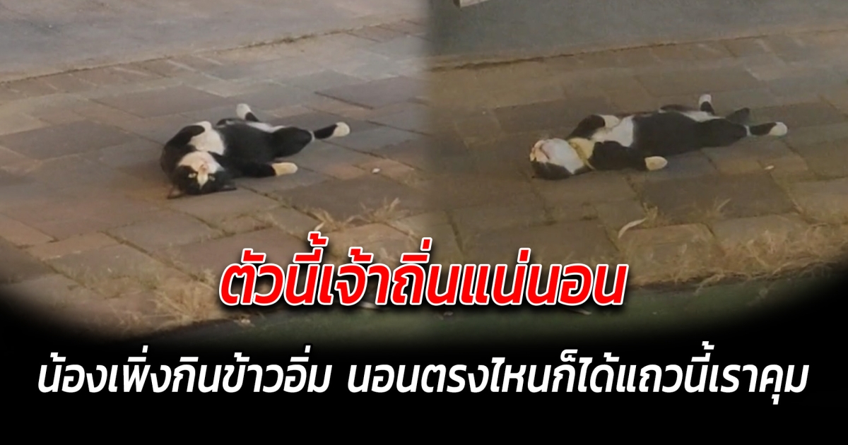 ตัวนี้เจ้าถิ่นแน่นอน น้องเพิ่งกินข้าวอิ่ม นอนตรงไหนก็ได้แถวนี้เราคุม