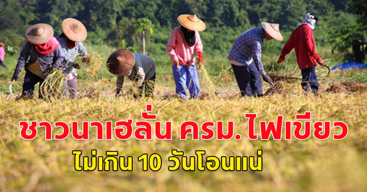 ยินดีด้วย ชาวนาเฮ! ครม.เคาะจ่ายไร่ละพันบาทไม่เกิน 10 ไร่ ยันเงินถึงมือไม่เกิน 10 วันทำการ