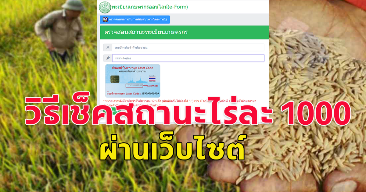 วิธีเช็คสถานะไร่ละ 1000  แบบออนไลน์ หลังมติ ครม.ไฟเขียว