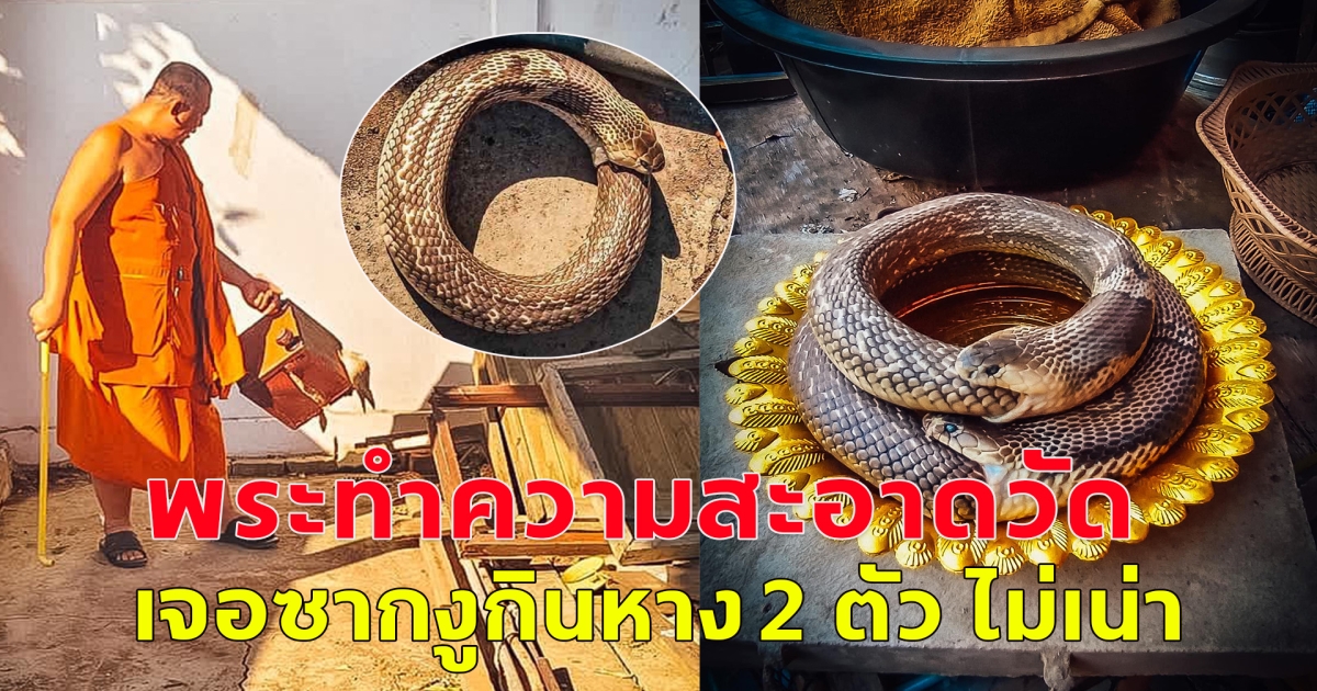 พระทำความสะอาดวัด เจอซากงูกินหาง 2 ตัว ไม่เน่า