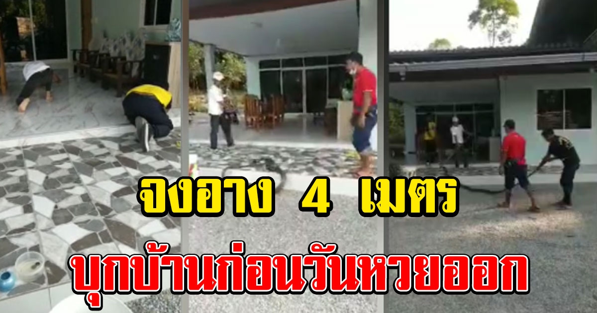 Kapooks - จงอาง 4 เมตร บุกบ้านก่อนวันเลขออก