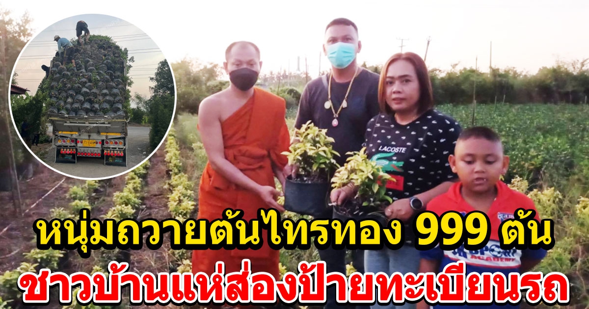 หนุ่มขายต้นไม้นิมนต์เจ้าอาวาสถึงบ้าน ถวายต้นไทรทอง 999 ต้น แก้บนไอ้ไข่วัดนิเทศน์ฯ