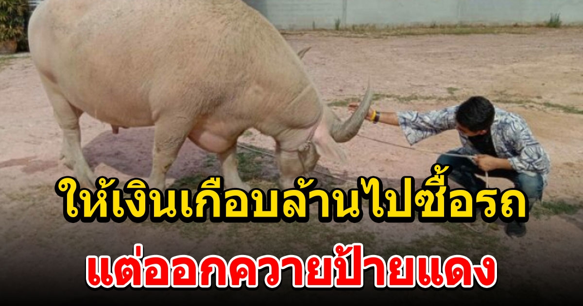 หนุ่มเรียนจบ พ่อให้เงินเกือบล้านไปซื้อรถ แต่เอาไปซื้อควาย