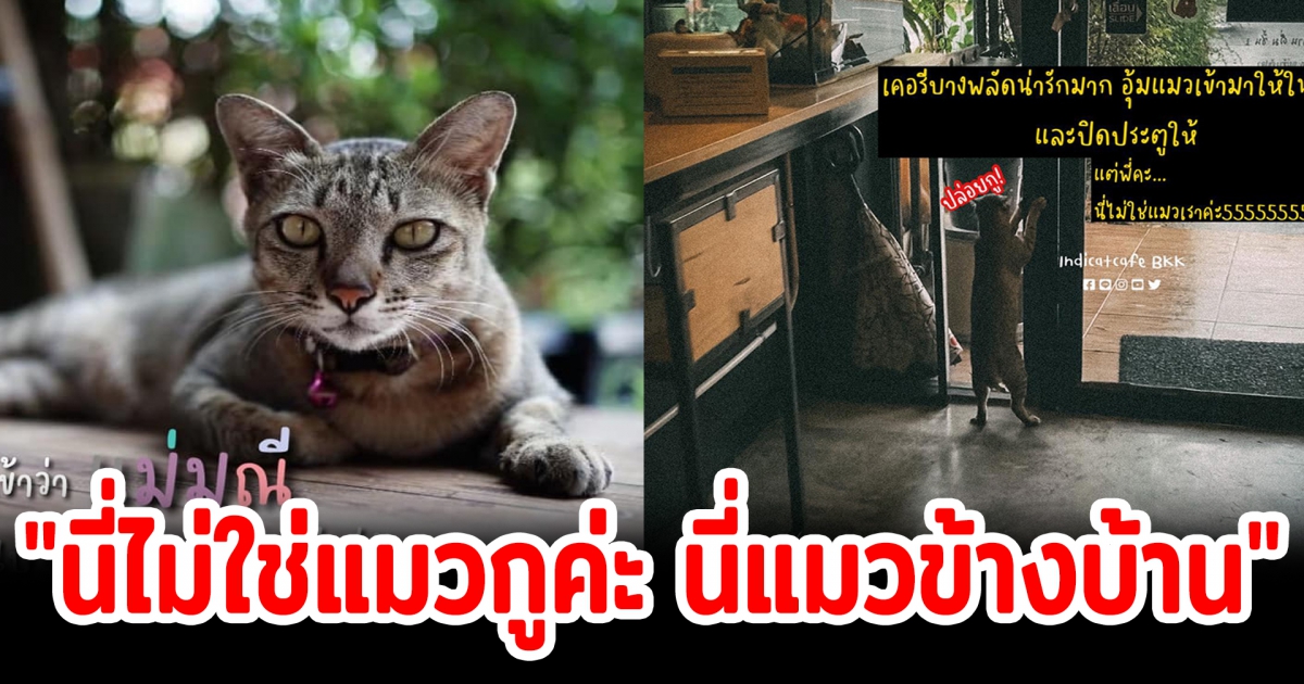 พนง.ส่งของจับแมวเข้ามาข้างใน