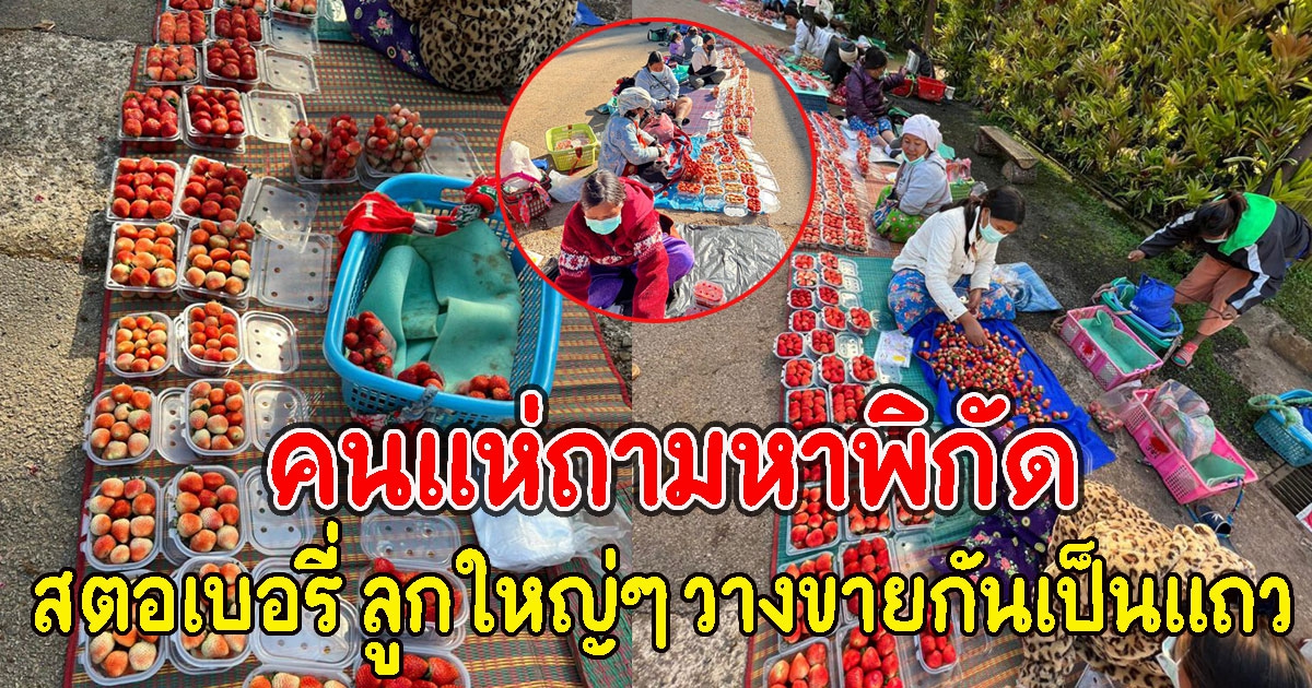 คนถามหาพิกัด ตลาดค้าสตอเบอรี่ ลูกใหญ่ๆ