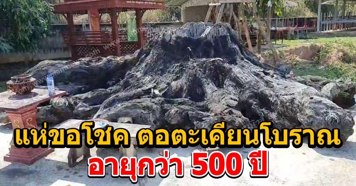 ขอโชค ตอตะเคียนโบราณอายุกว่า 500 ปี