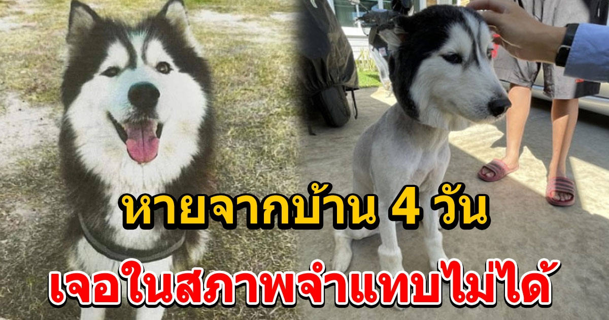 เจ้าของ ตามหาหมาไซบีเรียน หายจากบ้าน 4 วันถึงเจอ