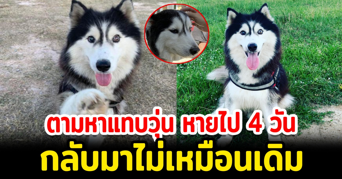 เจ้าของตามหา สุนัขหายไป 4 วันกลับมาไม่เหมือนเดิม