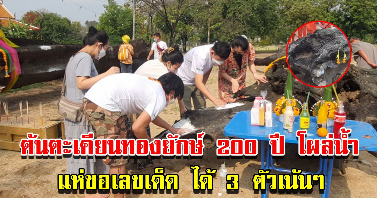 ต้นตะเคียนทองยักษ์ 200 ปี โผล่น้ำแม่