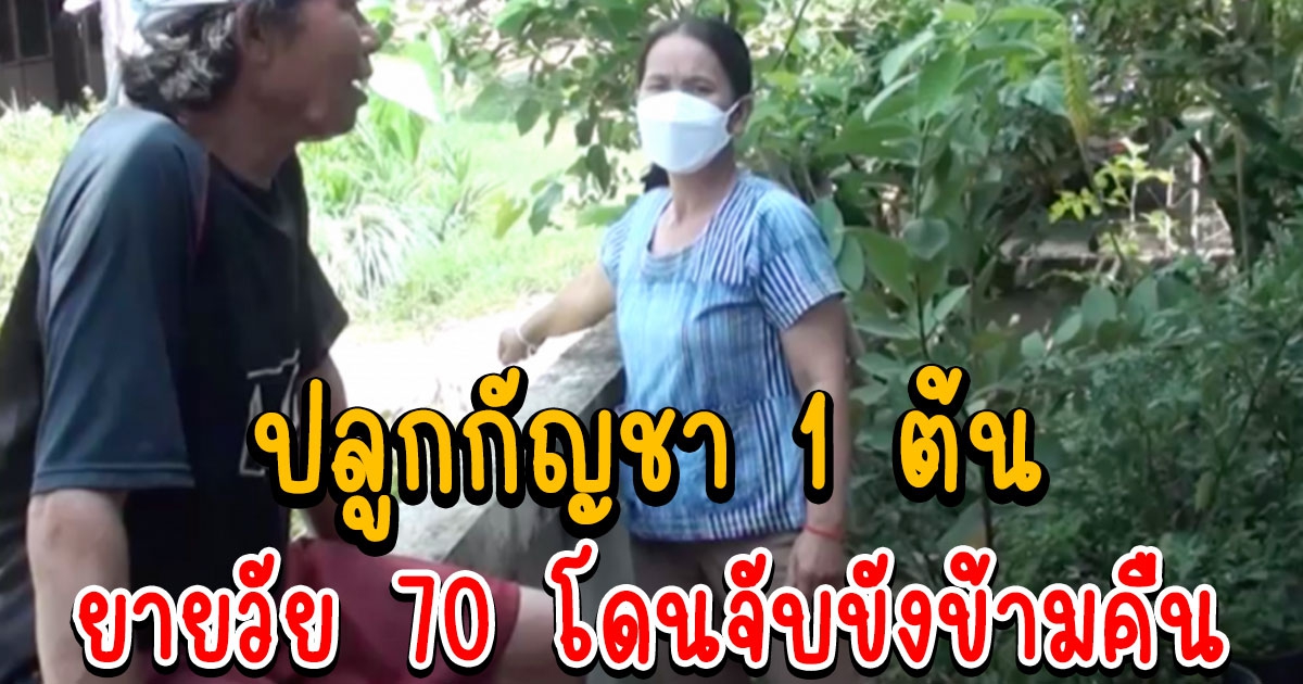 จับยายวัย 70 ปลูกกัญชา 1 ต้น โดนขังข้ามคืน