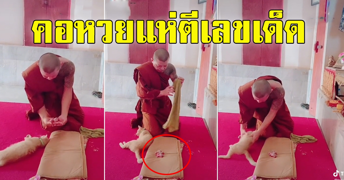 แมวมาคลอดลูก ในโบสถ์ หน้าพระประธาน