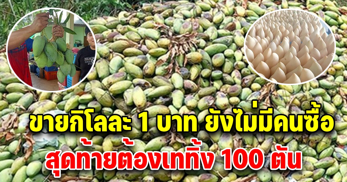 ชาวสวนเศร้า มะม่วงราคาตกในรอบ 10 ปี เหลือกิโลละบาท สุดท้ายต้องเททิ้ง 100 ตัน