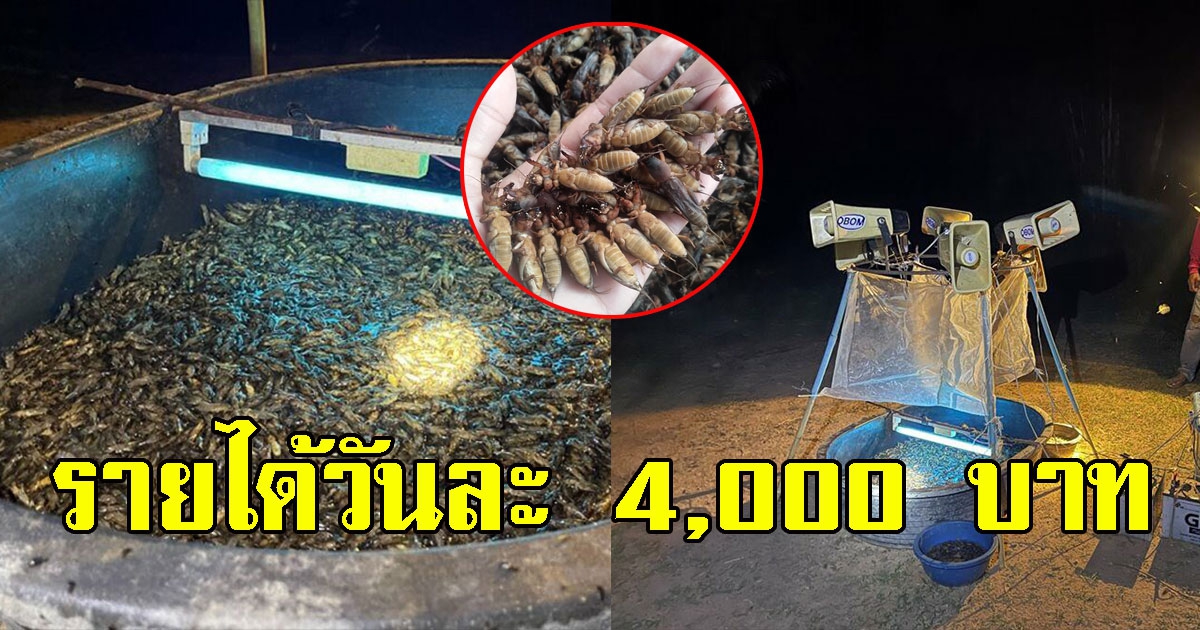 ชาวบ้านใช้เครื่องเสียงเปิดล่อแมงกระชอน รายได้วันละเกือบ 4,000