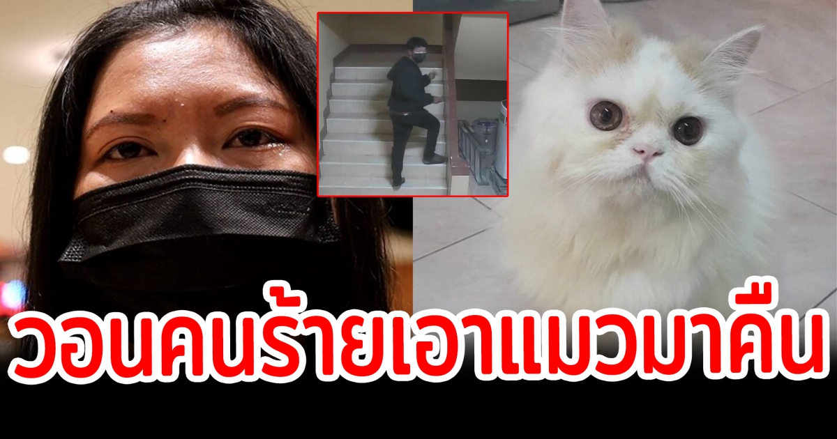 สาวร่ำไห้ โดนงัดห้อง คนร้ายเอาแมวไปด้วย