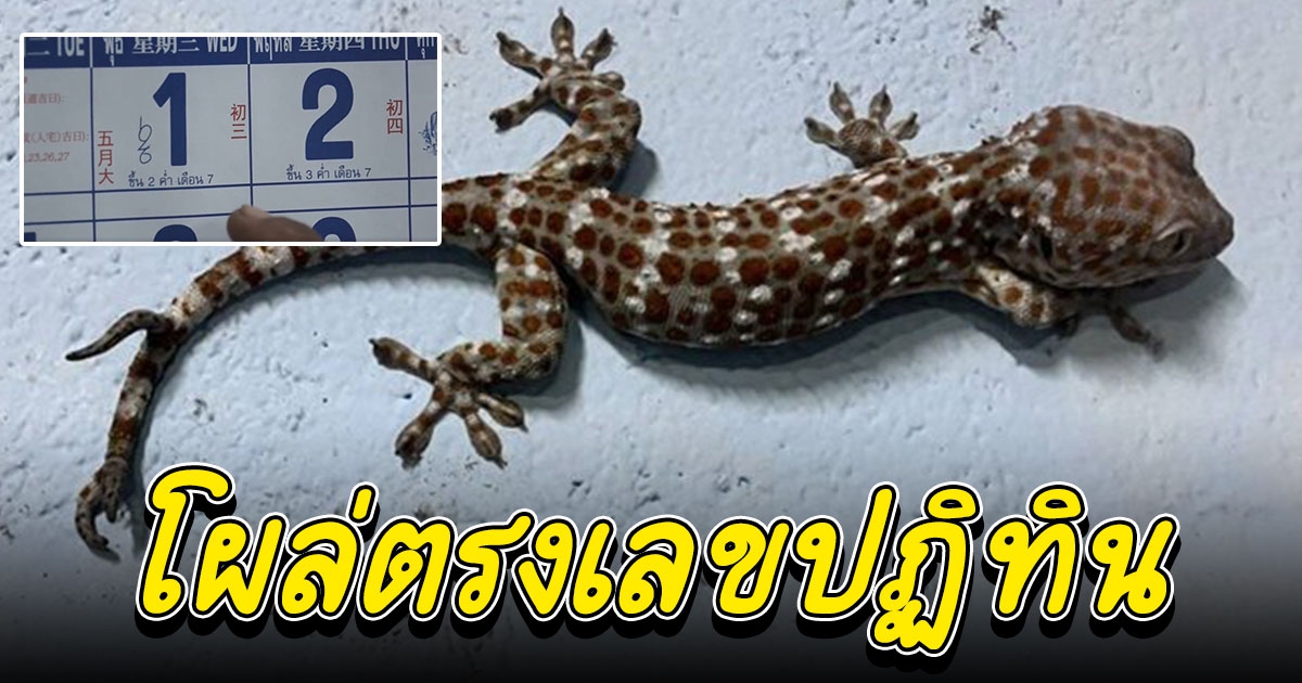 ตุ๊กแก 3 หาง โผล่บนเลขปฏิทินเงินล้าน