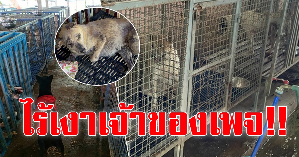 บุกพิสูจน์ สถานรับเลี้ยงสุนัข หลัง ดราม่า ตัดพ้อ ไม่ค่อยมีคนบริจาค