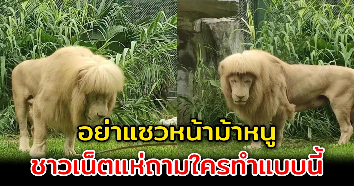 อย่าแซวหน้าม้าหนู สิงโตในลุคแปลกตา ชาวเน็ตแห่ถามใครทำแบบนี้