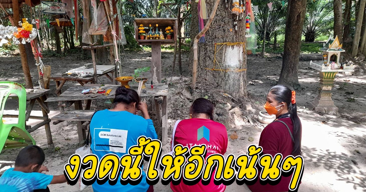 ต้นยางมาเลอายุ นับ 100 ปีให้โชคเกือบทุกงวด