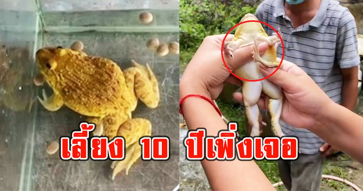 เชื่อมาให้โชค พบกบ 5 ขา เลี้ยง 10 ปีเพิ่งเจอ