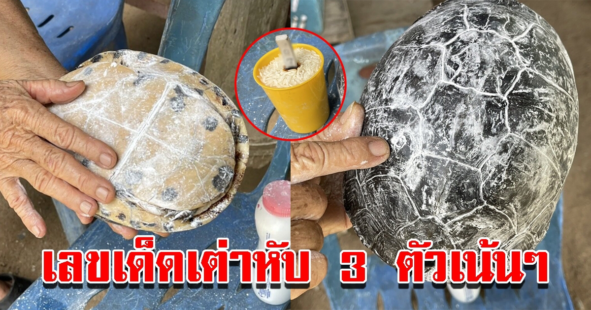 ยายเจอเต่าหับเดินเข้าบ้าน จับอาบน้ำปะแป้งขอเลข