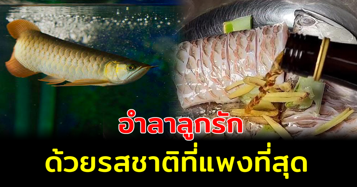 หนุ่มเศร้า เลี้ยงปลามังกร 3 ปี สุดท้ายต้องจำใจนึ่งกิน