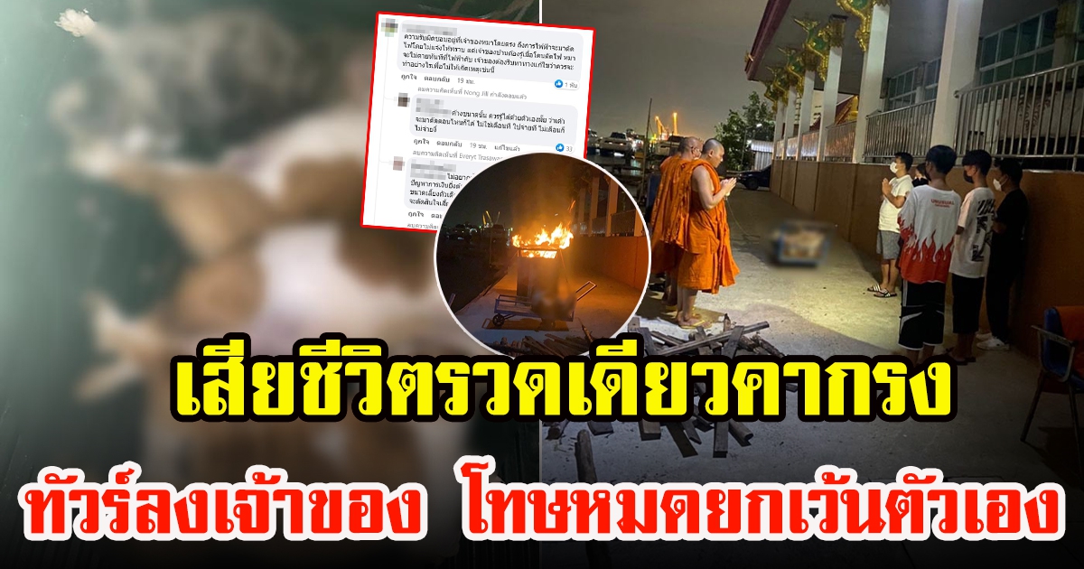 บ้านโดนตัดไฟ ทำสุนัขเสียชีวิต 4 ตัว คนแห่สงสารสุนัข แต่ทัวร์ลงเจ้าของเต็มๆ