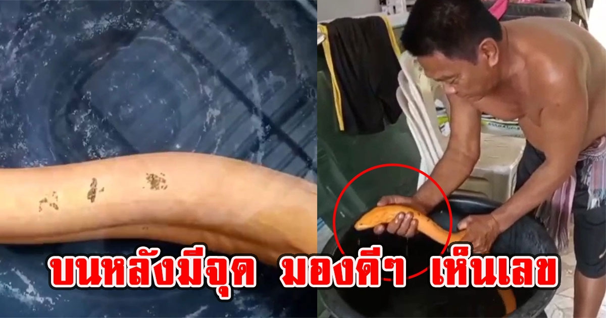 ชาวบ้านเจอปลาไหลสีทอง ยาวเกือบเมตร บนหลังมีจุด มองเห็นเลข