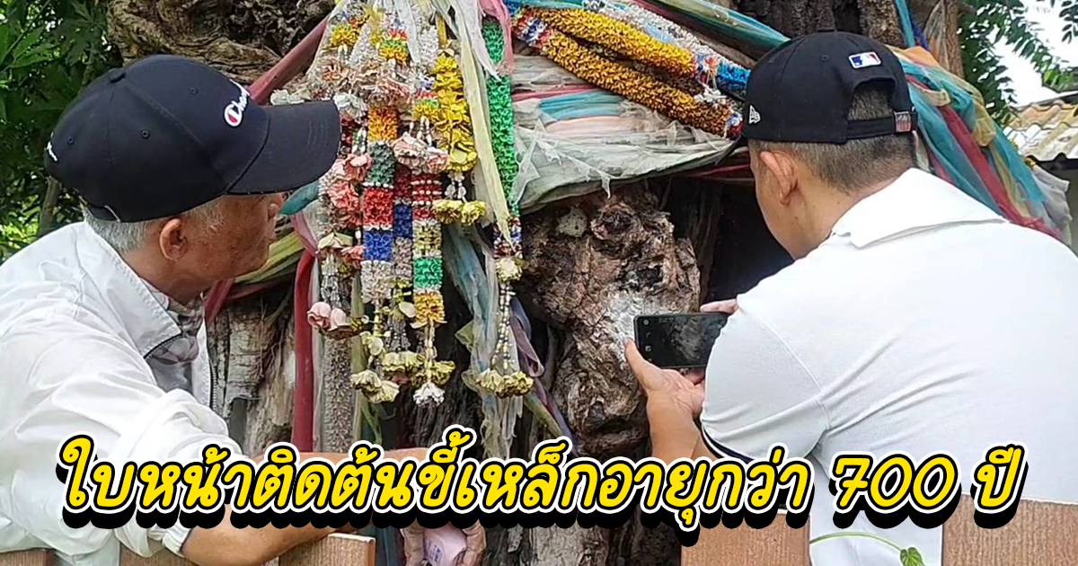 ใบหน้าติดต้นขี้เหล็กอายุกว่า 700 ปีโบราณ  ขอโชค 2-3ตัวโผล่ชัดเจน