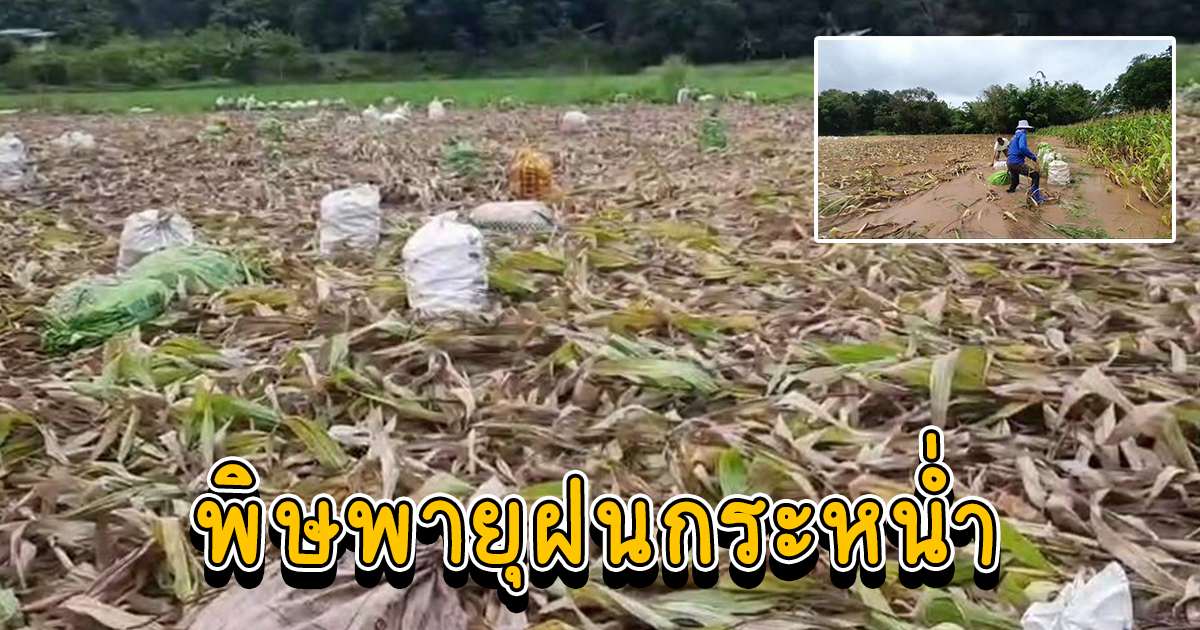 พายุฝนกระหน่ำ น้ำท่วมพัดไร่สวนข้าวโพดเสียหาย