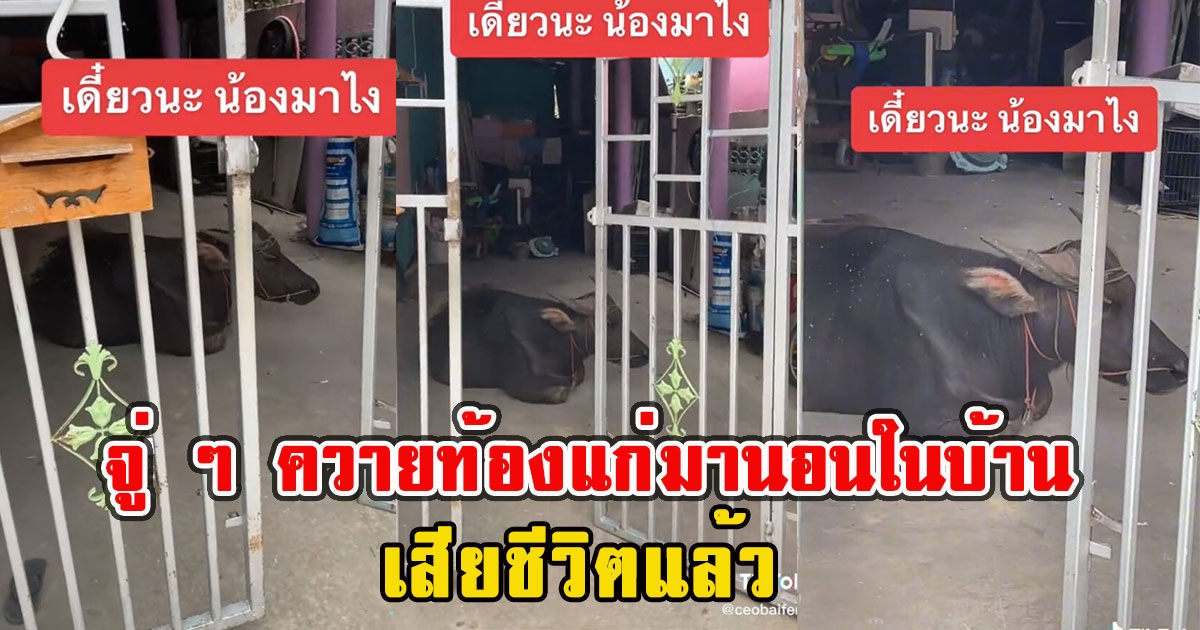 เจ้าของบ้านตกใจหนัก จู่ ๆ ควายท้องแก่มานอนในบ้าน ที่แท้มาให้โชคใหญ่