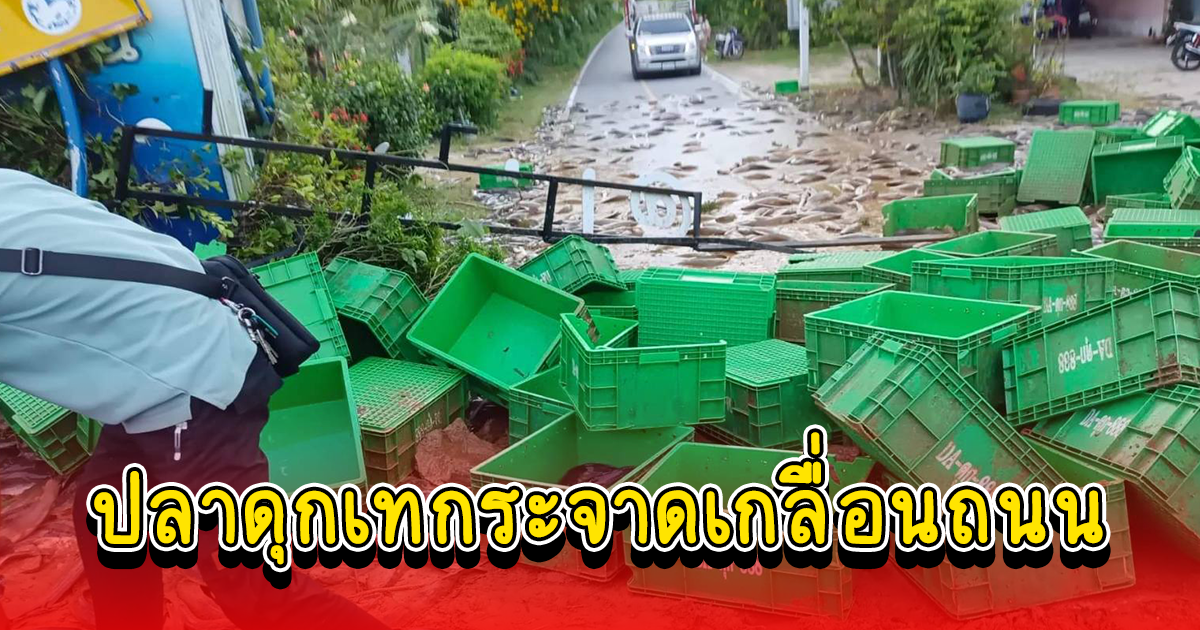 กระบะขนปลาดุกเสียหลักคว่ำล้อชี้ฟ้า เทกระจาดเกลื่อนถนน ชาวบ้านรีบเก็บช่วย