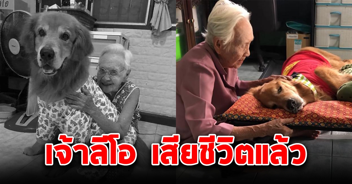 นอนหลับให้สบายนะลูก เจ้าลีโอ เสียชีวิตแล้ว