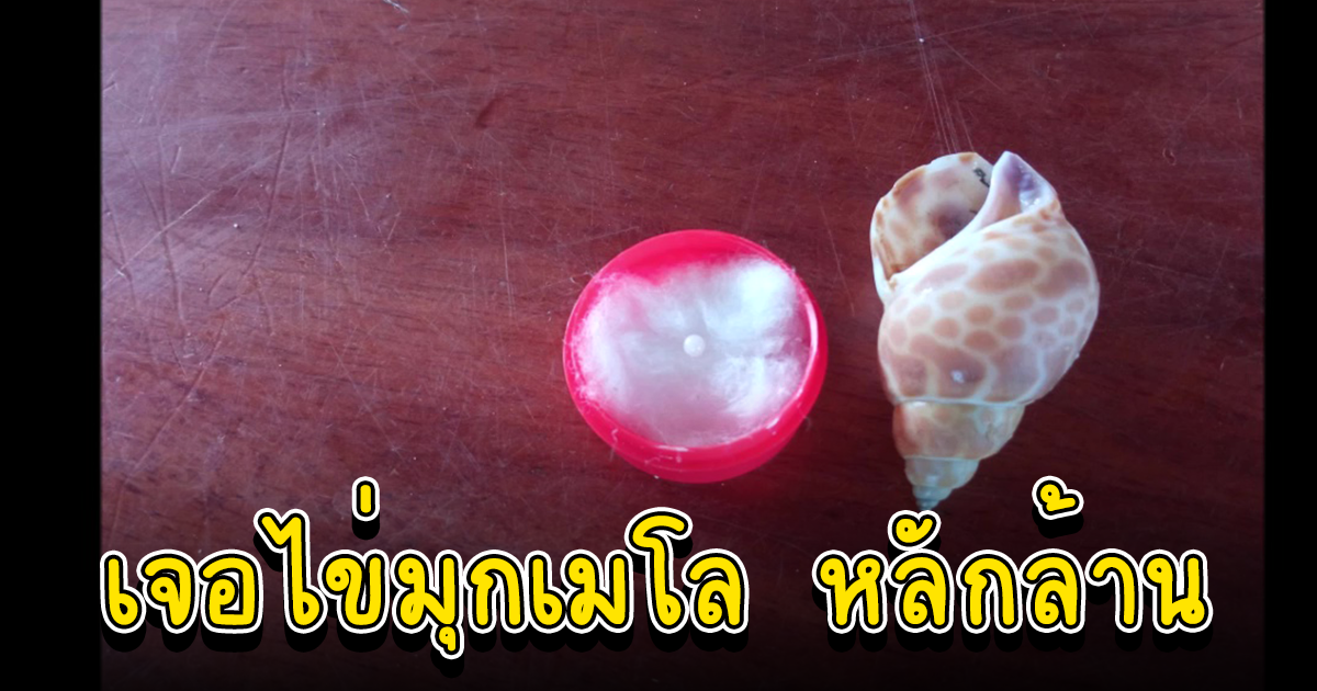 โชคดียิ่งกว่าถูกรางวัลที่ 1 สาวอุดรตาลุกวาวกินหอยเจอไข่มุกเมโลราคาหลักล้าน