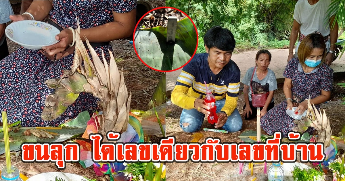 ชาวบ้านเจอ หน่อไม้เศียรพญานาค ได้เลขเดียวกับเลขที่บ้าน