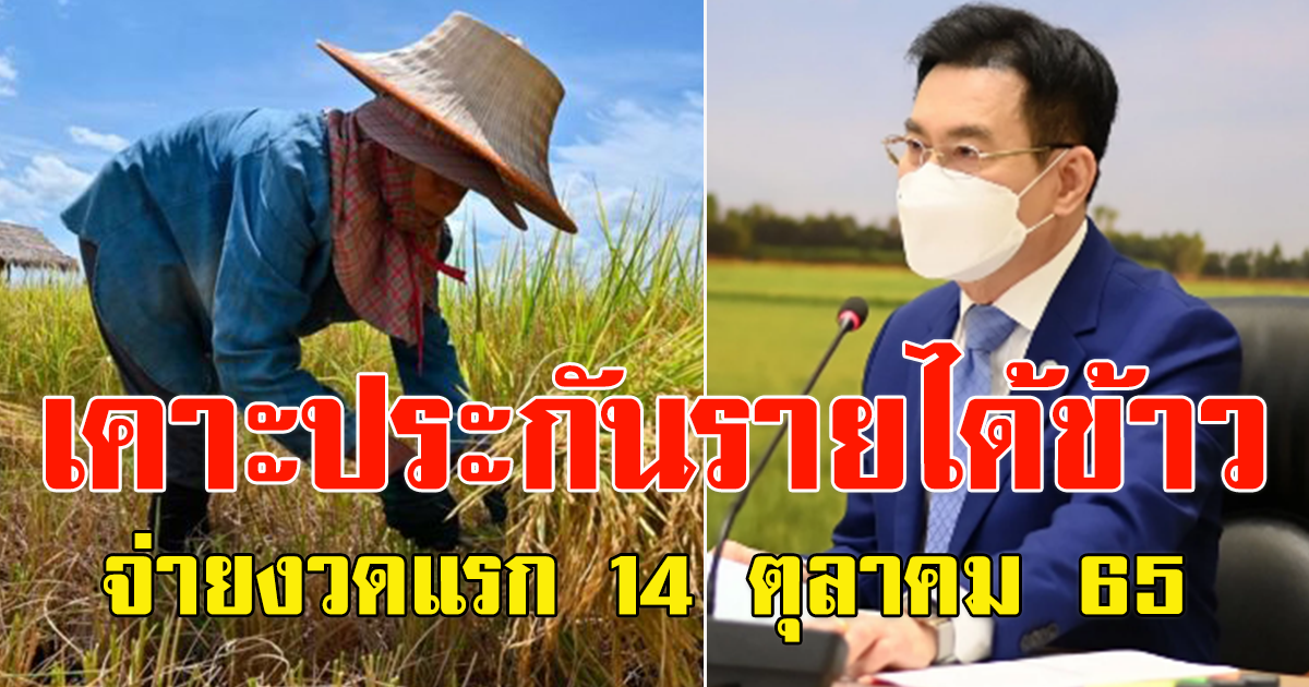 เคาะประกันรายได้ข้าว จ่ายงวดแรก 14 ตุลาคม 65