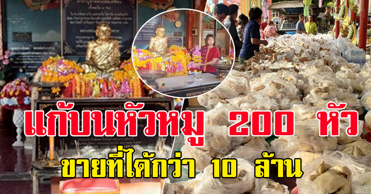 สาวหอบหัวหมู 200 หัว แก้บน หลวงพ่อเคลือบ