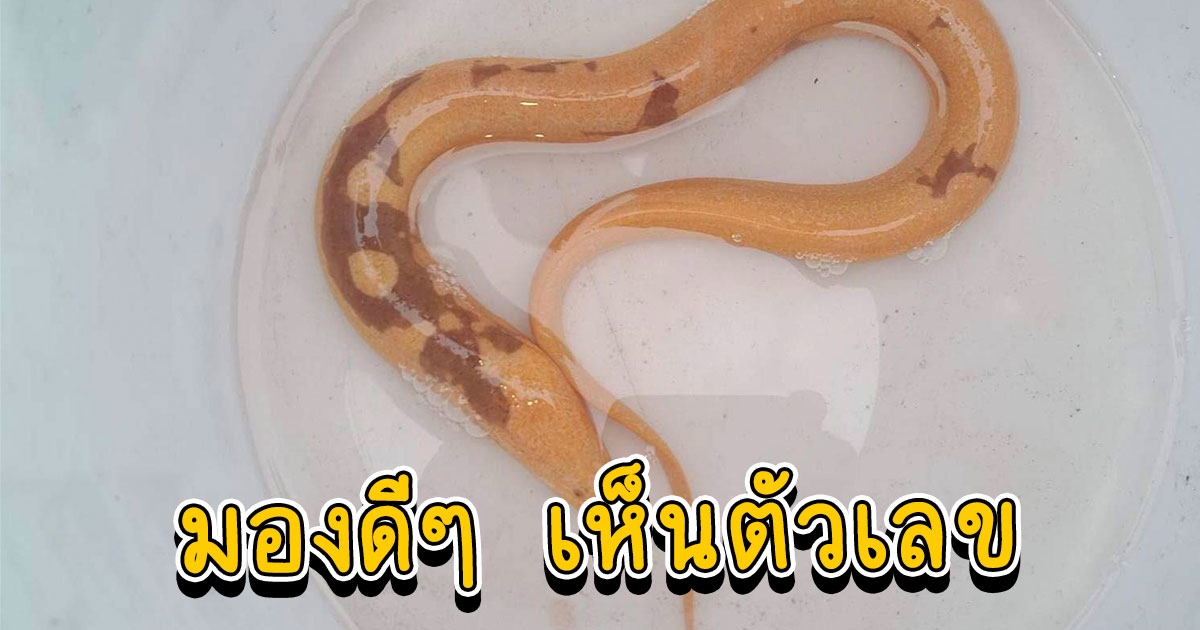 ชาวบ้านได้ปลาไหลสีทอง ยาวเกือบครึ่งเมตร บนหลังมีจุดดำ มองดีๆ เห็นตัวเลข