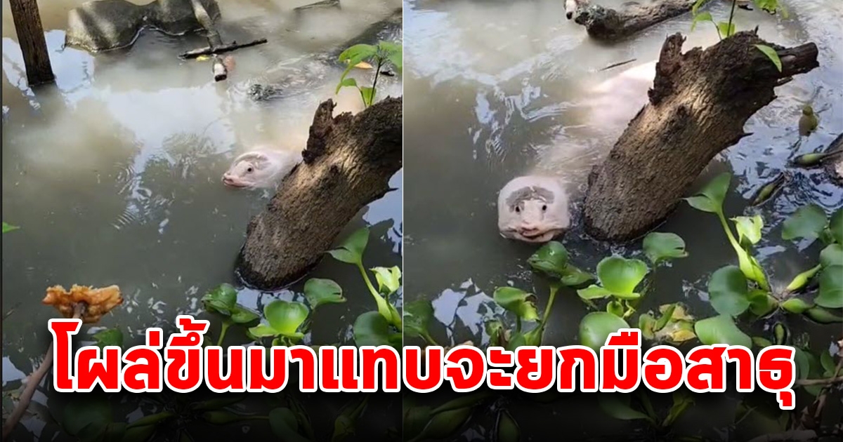 สาวนึกว่าปลาไหลเผือก เลยป้อนอาหาร พอโผล่ขึ้นมา ตกใจหนัก หาดูยากแล้ว