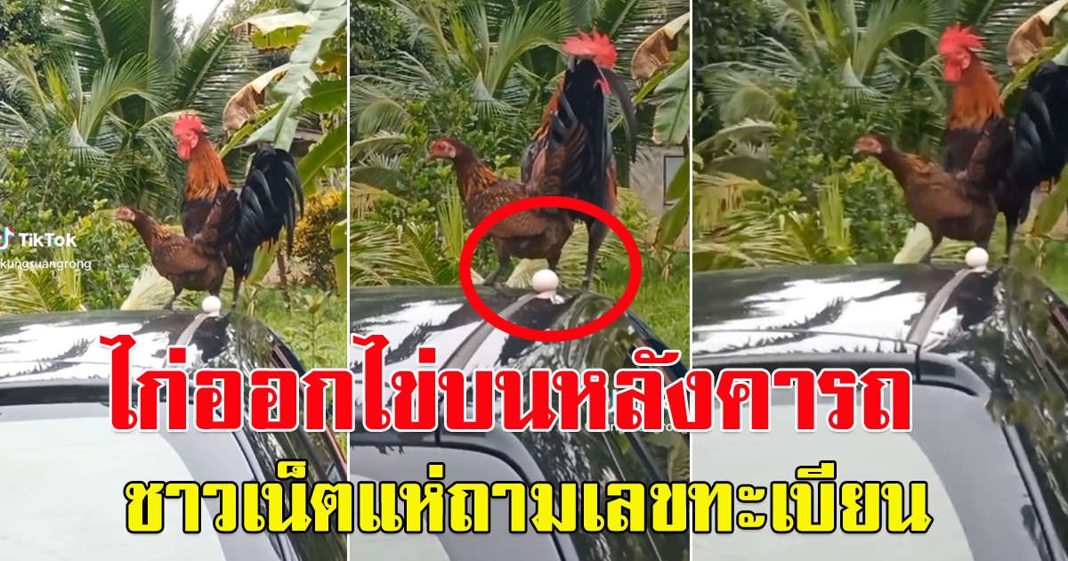 ไก่ออกไข่บนหลังคารถ โซเชียลถามเลขทะเบียนอะไร