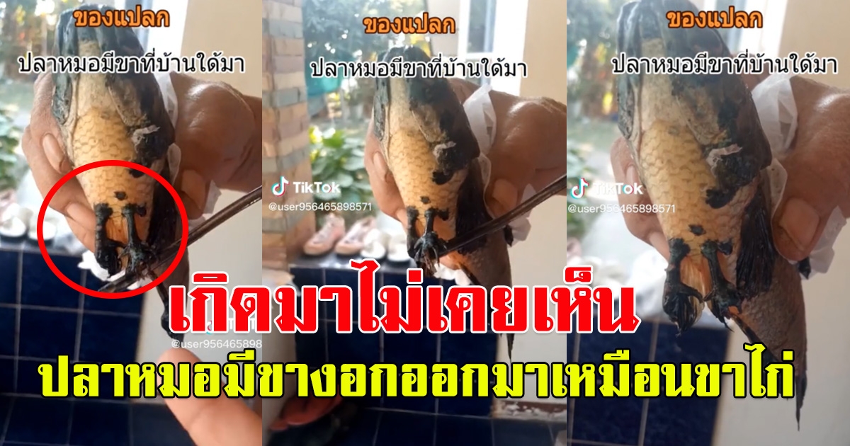 สาวโพสต์ ของแปลก ปลาหมอมีขา