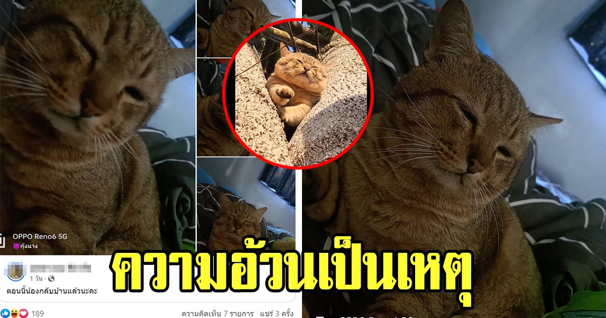 ชาวโซเชียลหลุดขำ แมวอ้วนติดต้นไม้