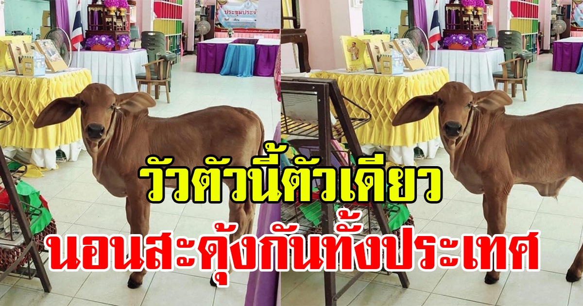 วัวที่ทำให้คนไทย ต้องรีบลุกออกจากที่นอนให้ไว