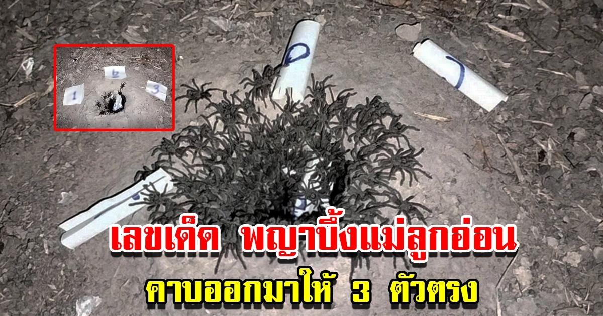 ชาวบ้านทำพิธีขอเลขเด็ด พญาบึ้งแม่ลูกอ่อน คาบออกมาให้ 3 ตัวตรง