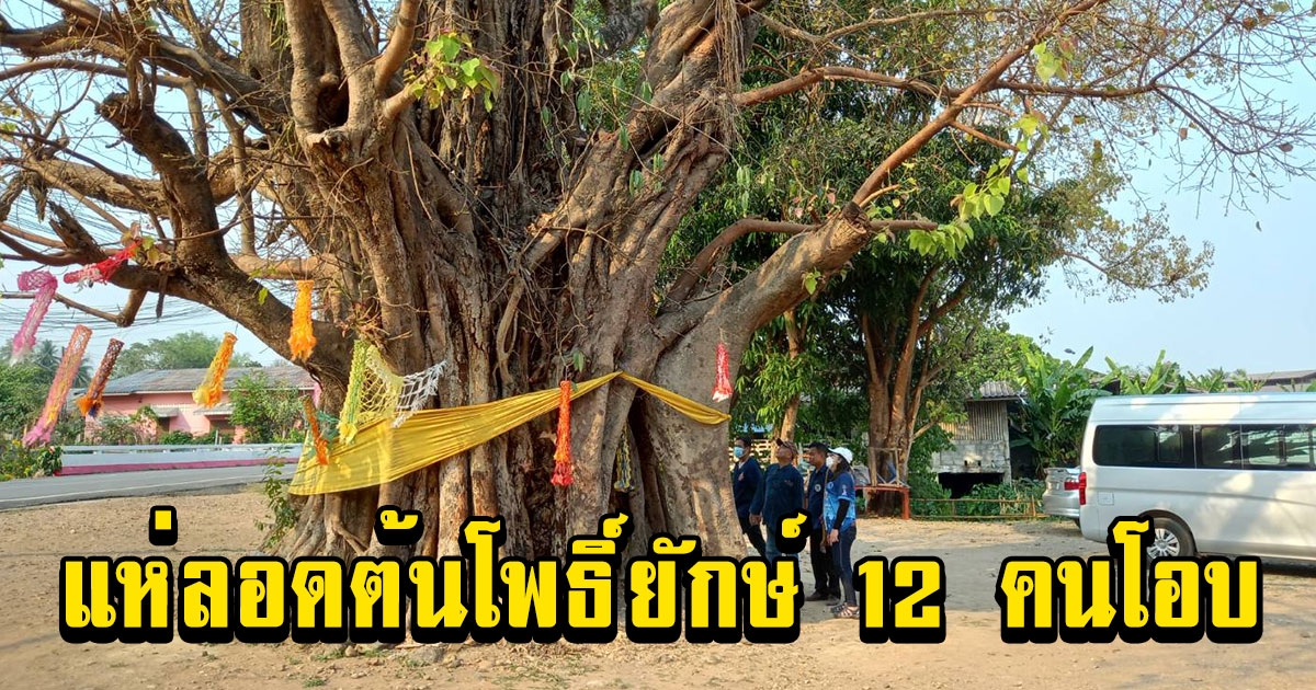 ชาวแพร่แห่ขอพรลอดต้นโพธิ์ยักษ์ 12 คนโอบหนึ่งเดียวของหมู่บ้าน