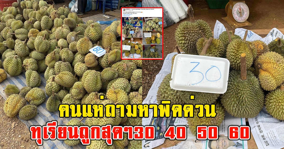 คนแห่ถามหาพิดด่วน ทุเรียนถูกสุดๆ30 40 50 60