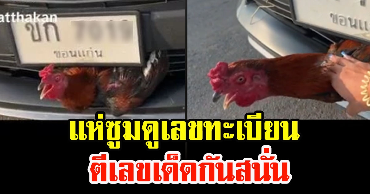 สาวขับรถไปชนไก่ ติดคาหน้ารถ แต่ยังรอดมีแรงส่งเสียง แห่ซูมเลขทะเบียน ให้มาเต็มๆตา