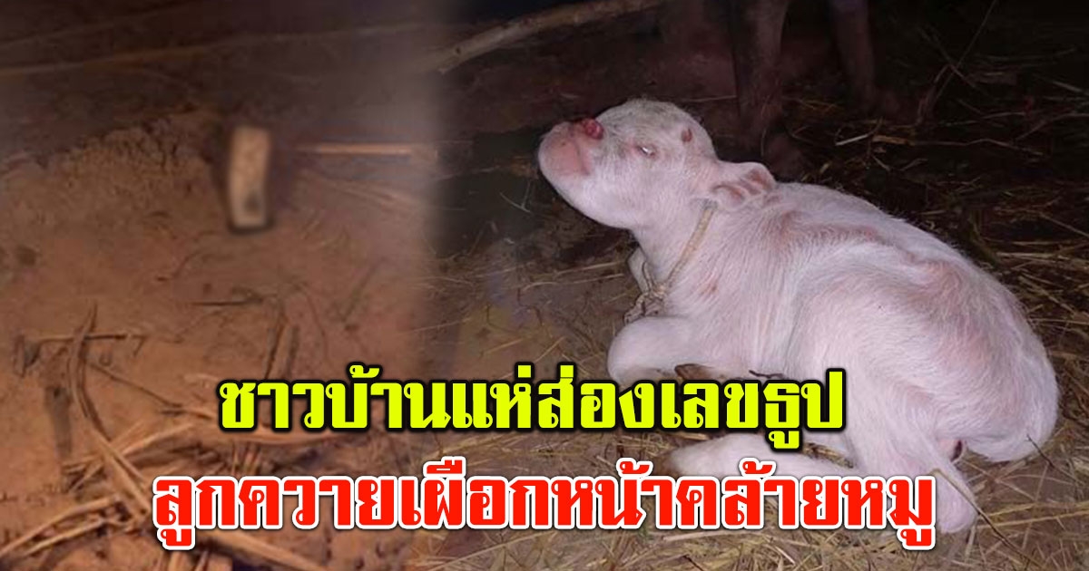 โค้งสุดท้ายเลขธูป ลูกควายเผือก หน้าคล้ายหมู