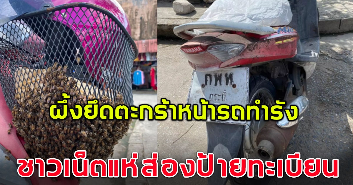 สาวจอดรถไม่ถึง 5 นาที โดนฝูงผึ้ง ยึดตะกร้าหน้ารถทำรัง ชาวบ้านไม่พลาดแห่ส่องป้ายทะเบียน