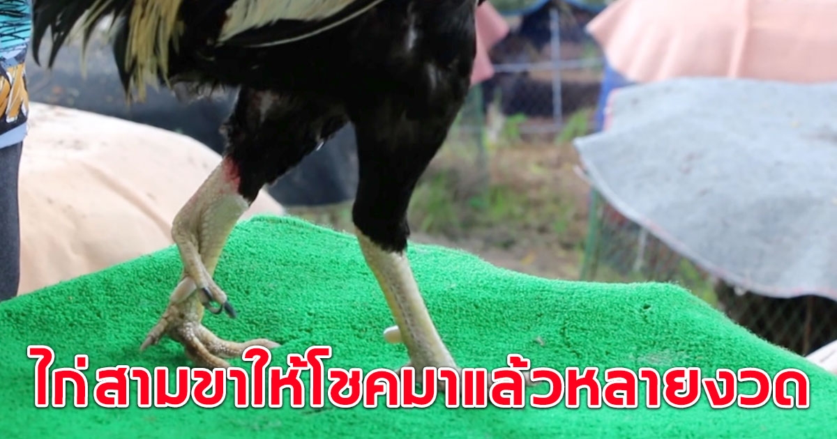 ชาวบ้านฮือฮา ไก่ชน 3 ขา ให้โชคมาแล้วหลายงวด